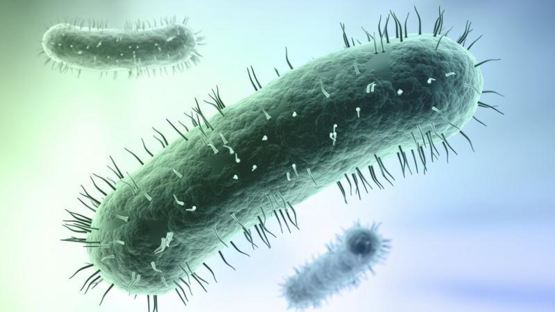 Микоплазма
